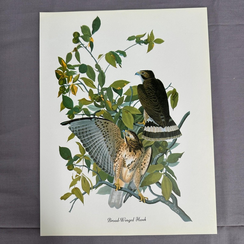 Vintage Print Broad Winged Hawk  American Bird  Wall Art Illustration Audubon